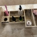 춤의 고을 고성사람들 | 고성 오션플레이 소노캄 델피노 리조트 워터파크 할인 필수 준비물 외부 음식 유수풀