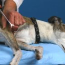 24시알파동물메디컬센터 이미지