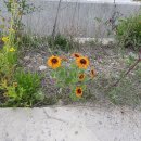 옹심이팥죽 이미지