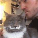 배부른고양이 이미지