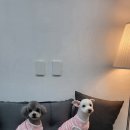 이쁘개 이미지