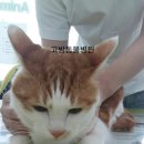 고방동물병원 네이버블로그