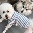 우리두리약국 | 강아지 눈물 지우개 티어젠 효과 있을까? 내돈내산 솔직후기