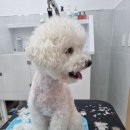 하리몽 이미지
