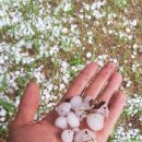 우박이네 이미지