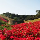 고창읍성 철쭉 이미지