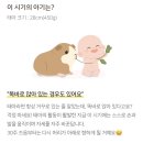 슈디케이크 | 임신일기 I 22~23주차 I 태동이 세지기 시작 🦶🏻/ 세종 트리니움 정밀 초음파 / 22주 임산부 뮤직...