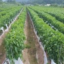 다복농장 이미지