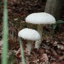 비산천 | [의성] 청화산(靑華山 701.2m) 산행후기---2022년 7월 12일(화)