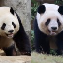 판다나라 이미지