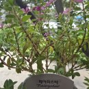 페어리스타 이미지