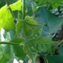 볼빨간 농원 이미지