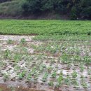 상송농장 이미지