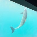 돌고래약품 | 거제 씨월드 아이와 가볼만한 곳 돌고래 벨루가 공연 거제도 여행 코스