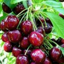 선녀와나무꾼 이미지