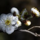 우리꽃식물원 이미지