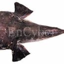 생선이야기 이미지