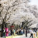 낙동강 벚꽃축제 푸드존 이미지