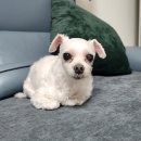 청아동물병원 이미지