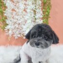 얼렁오시개 이미지