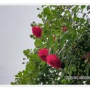 고대1104 이미지