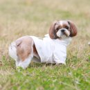 (주)도그아일랜드 이미지