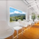 밸런스독 이미지