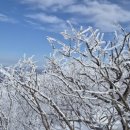 편백향기 이미지