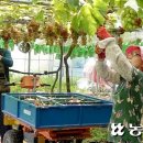 김옥성 농장 이미지