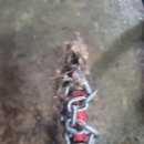 시장국밥 이미지