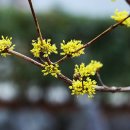 The 산수유 이미지