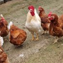 추구농장 이미지