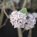 Feel The Magic Concert | 광화문 BTS 공연 그 이후｜걸어서 5분 10분, 지금 가장 핫한 서촌 산책 코스, 외국인 친구와 함께