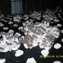 원규농장 이미지