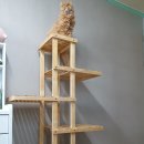 아리아캣 이미지