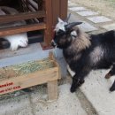 방은목장 이미지