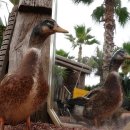 청둥이청둥오리 이미지