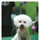 라니네 애견샵 이미지