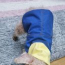 (주)한국반려동물아카데미 네이버블로그