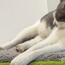 (주)바로벳 이미지