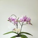 영전농장 이미지