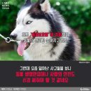 우리집 Daum카페