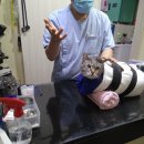 화신종합동물병원 이미지