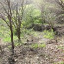 진상초황죽분교장 이미지