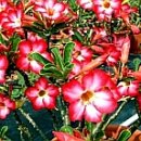 석화(ADENIUM) 혼합씨앗 판매 이미지