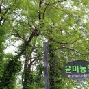 윤미농장 네이버블로그