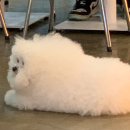 털찐강아지 이미지