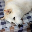 스마트심바이오 이미지