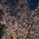 정약국 | [성남/분당] 자취방 구하기 원룸/전세 구하기 살기 좋은 동네 추천