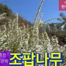 나무가치